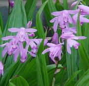 Bletílla striata